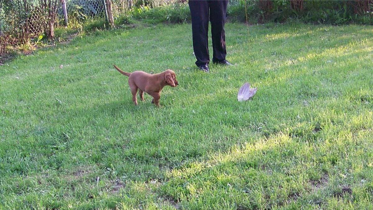 Essence of the Breed—8-week-old Irish Setter puppy pointing a wing.