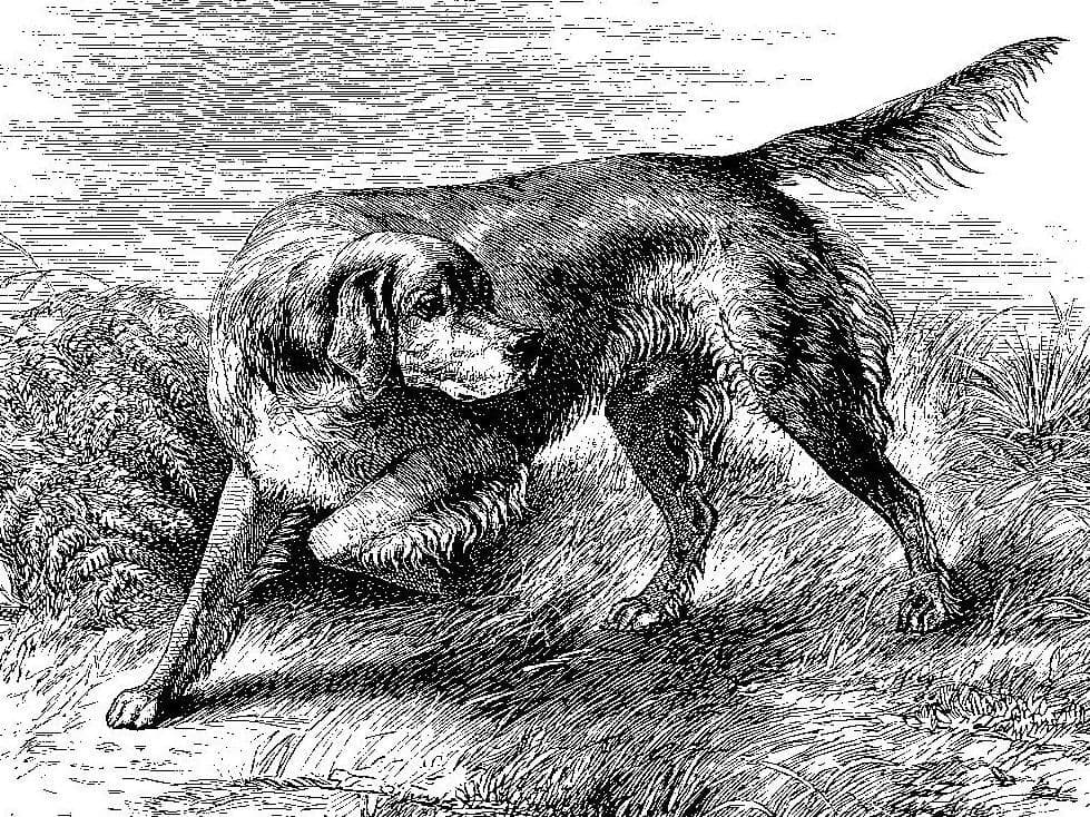 Mr. Macdona's Irish Setter "Rover."