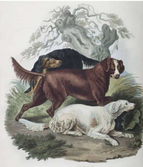Painting of Irish Setter dogs.