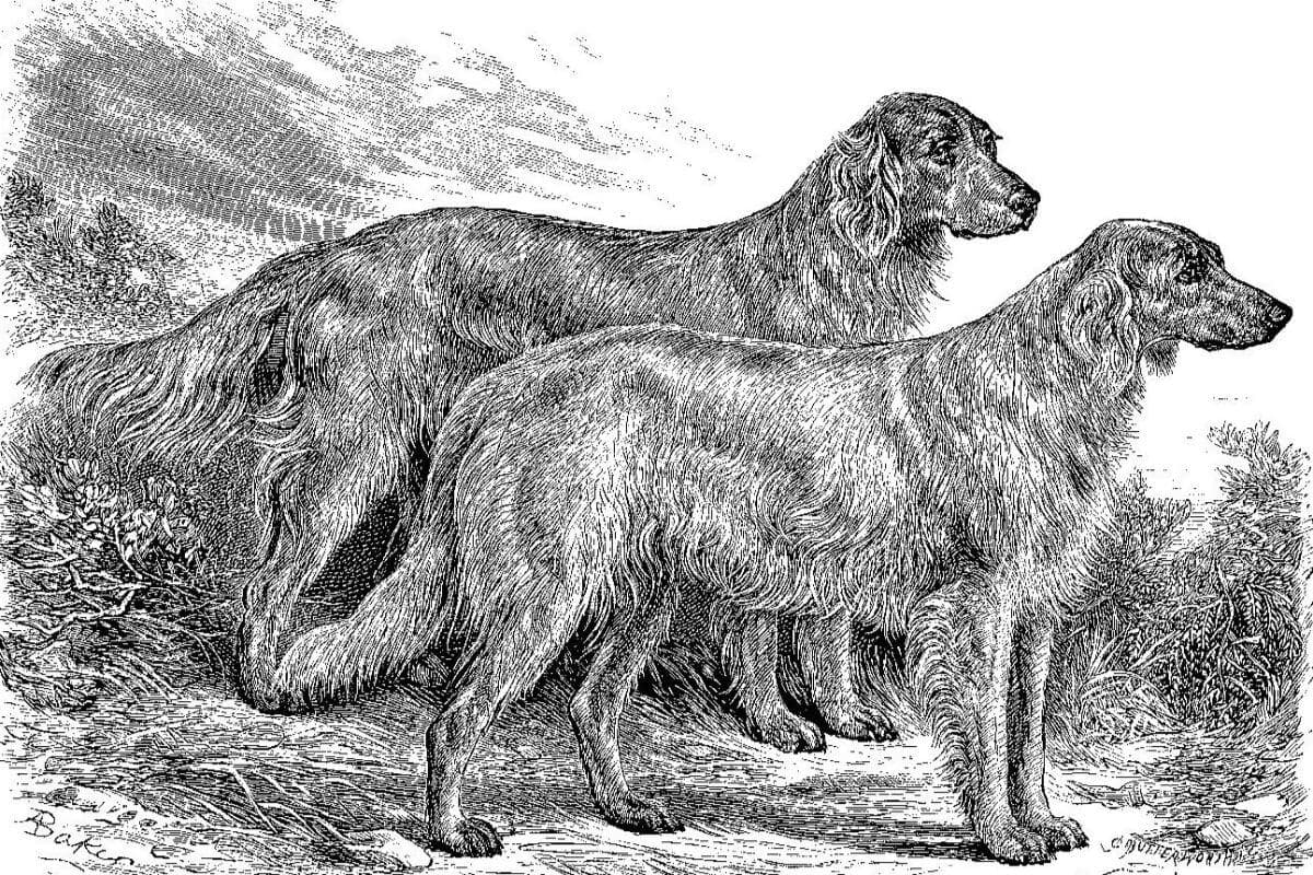 Irish Setters - Mr. Wilson's Champion "Nellie" and Mr. Millner's "Frisco"