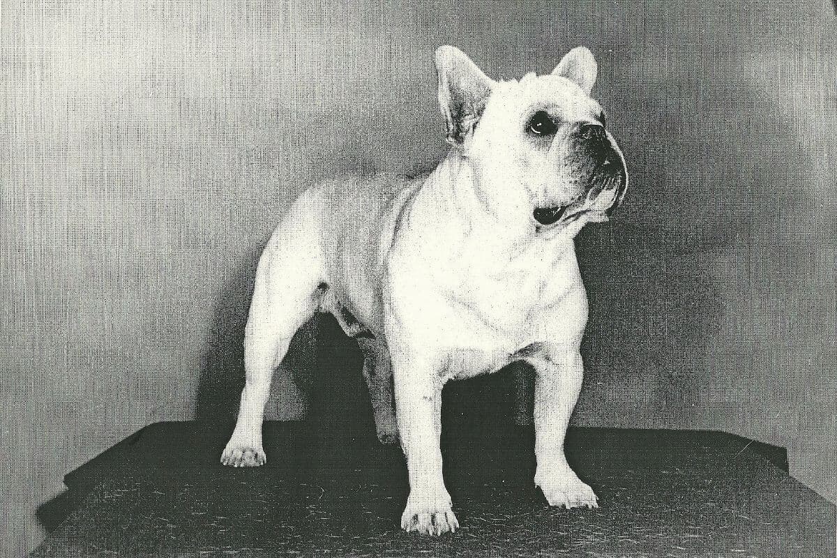 Old photo of a French Bulldog.