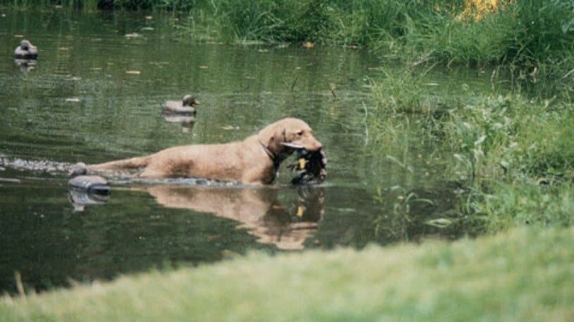 Chesapeake Bay Retriever swimming and retrieving game