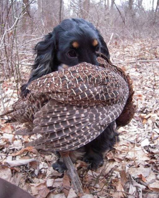English Cocker Spaniel holding quail in its mouth, outside in the woods.