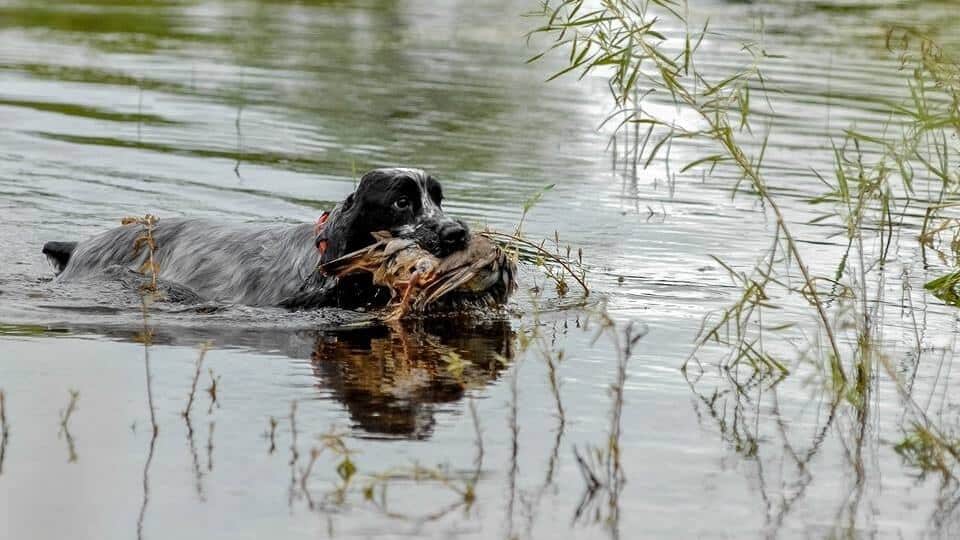 English Cocker Spaniel holding quail in its mouth, while swimming.
