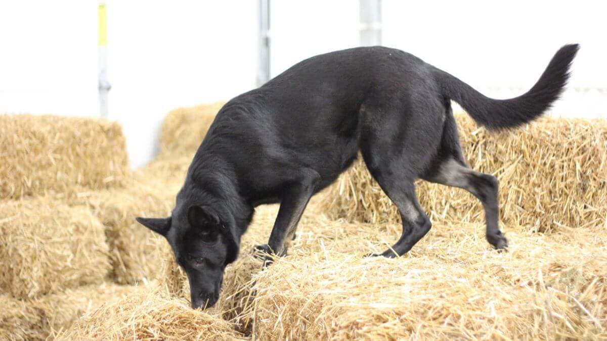 German Shepherd Dog doing Barn Hunt.