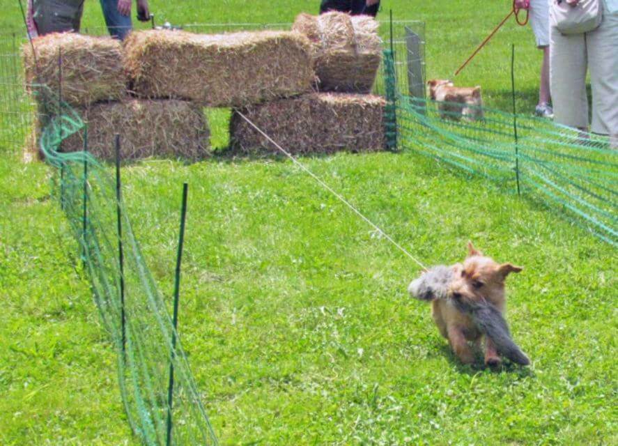Norfolk Terrier