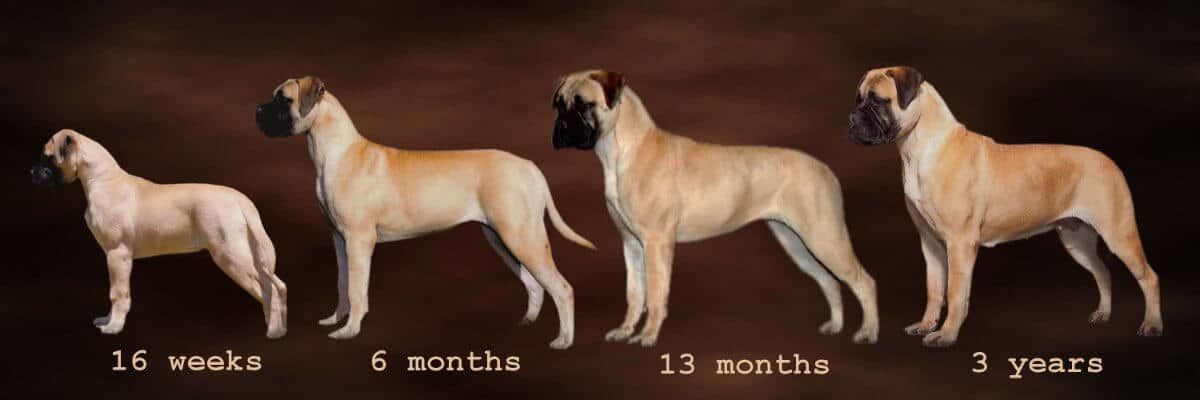 Bullmastiff dogs at various ages