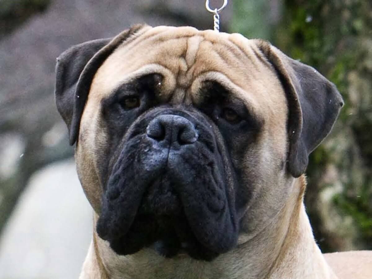 Close-up head photo of a Bullmastiff