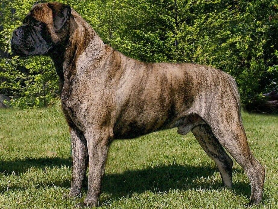 Side photo of a Bullmastiff standing outside in the nature.