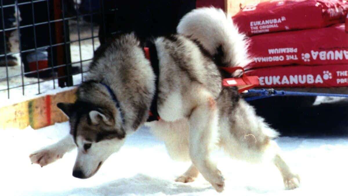 Alaskan Malamute weight pulling.