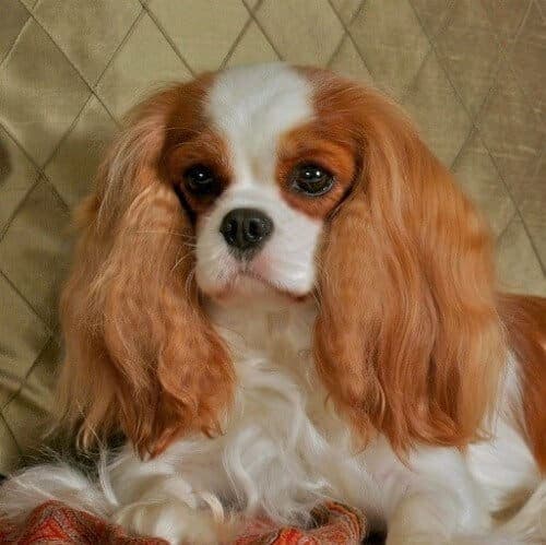 Close-up head photo of a Cavalier King Charles Spaniel.