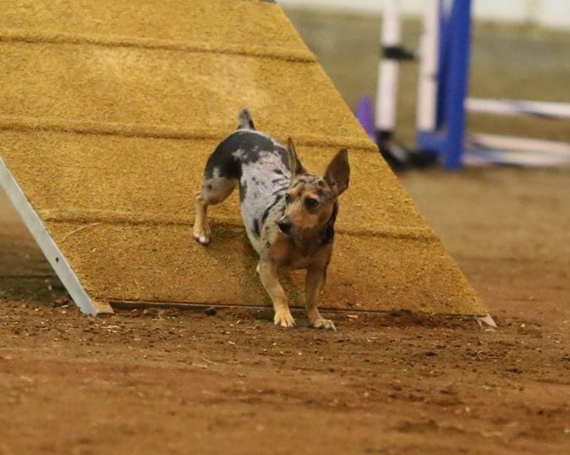 Teddy Roosevelt Terrier