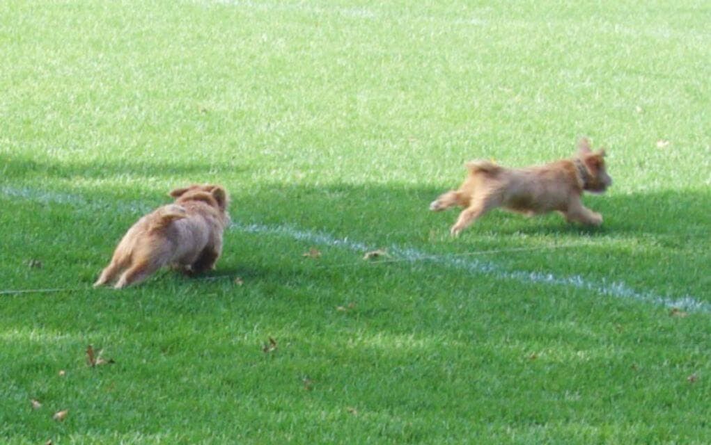Norfolk Terrier