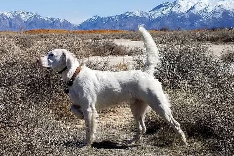 An example of a field bred English Setter