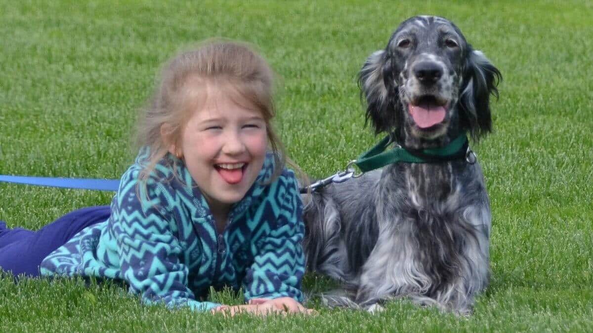 English Setters make great family dogs and are wonderful with kids.