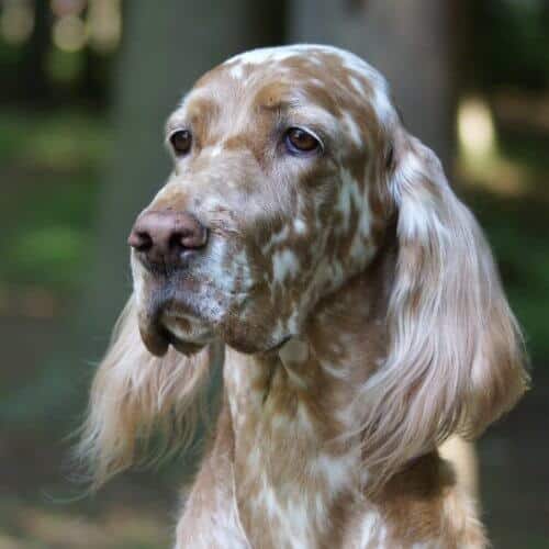 An example of a typey English Setter head. This is an Orange Belton bitch.