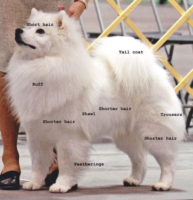 American Eskimo Dog