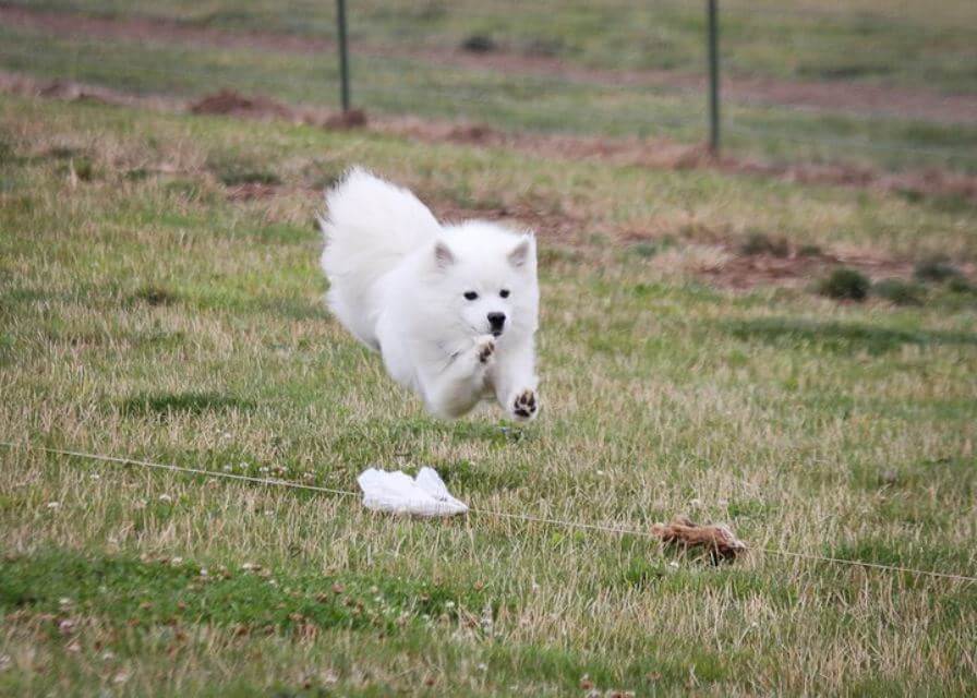 Eskie Lure Coursing