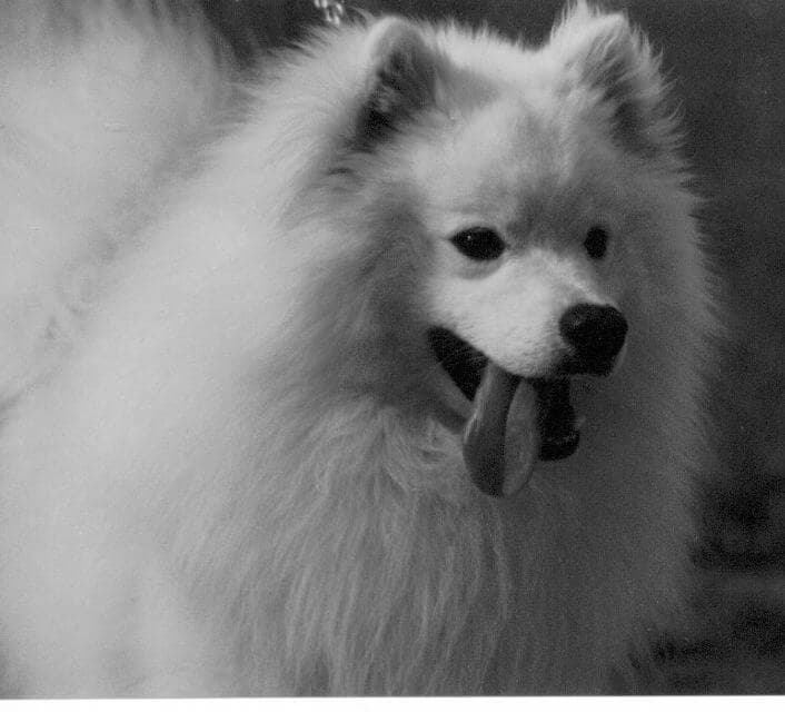 American Eskimo Dog