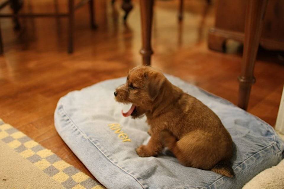 Norfolk Terrier