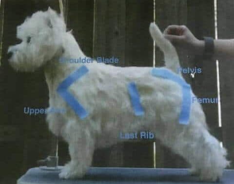 West Highland White Terrier