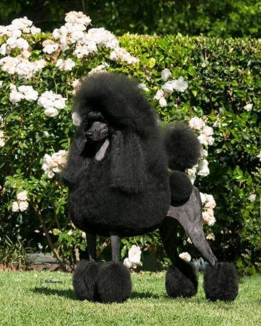 Poodle