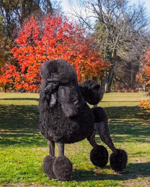 Poodle