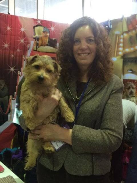 Norfolk Terrier