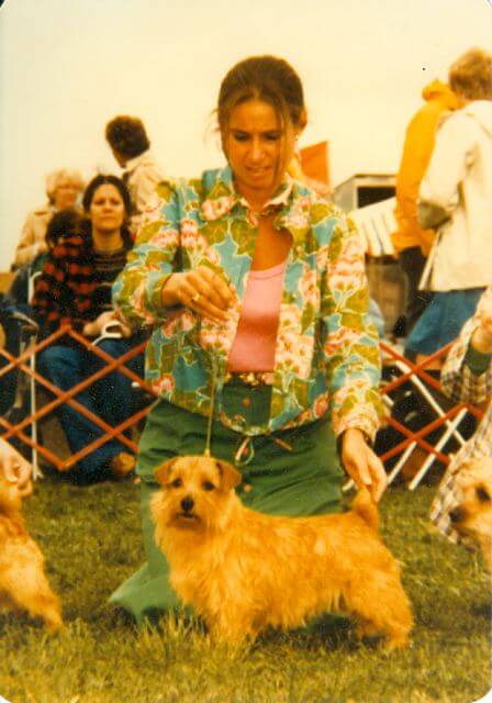 Norfolk Terrier