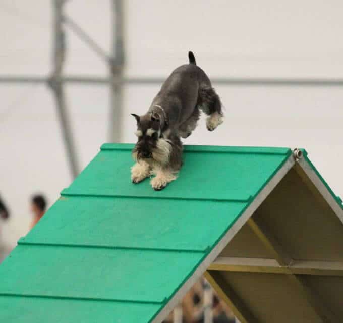 Miniature Schnauzer in Agility.