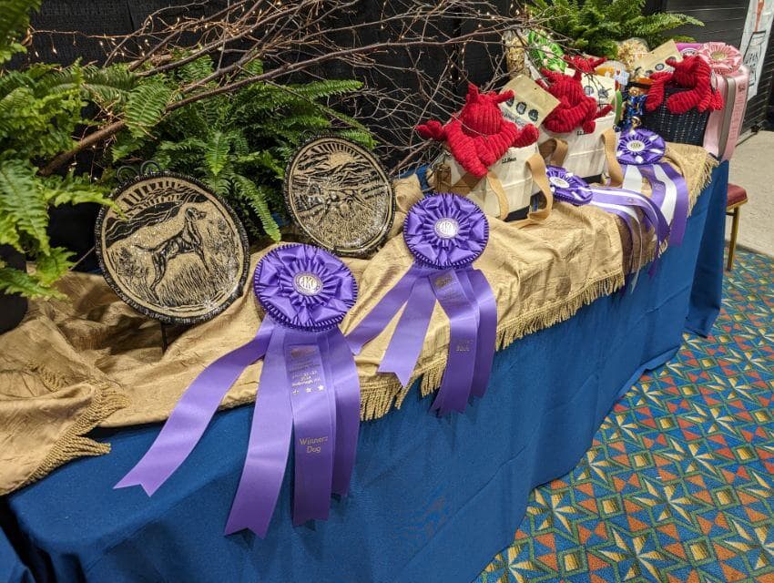 Rossetes from the Vizsla 2024 National Specialty