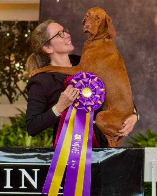 Vizsla at a 2024 Vizsla National Specialty dog show, held in the arms of its handler.