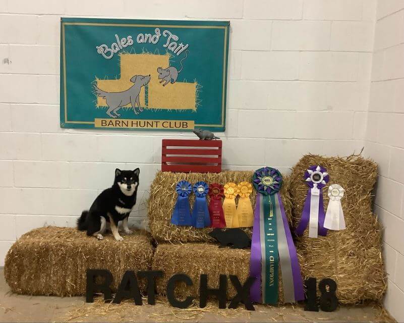 Ember”, CH Tobishi’s Careful! I’m Sizzlin’ Hot! CD BN RA FCAT RATCHX20 CZ8PS CGC TKN, owned by Barb Berry. Photo Credit: Barb Berry