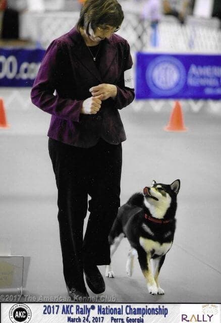 Tux”, CH Hi-Jinx Black Tie Affair BN RA DCAT CGC TKN, owned and handled by Jane Chapin. Photo Credit: Copyright 2017 American Kennel Club & Jane Chapin