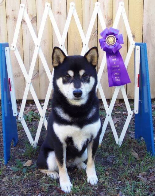 Tux”, CH Hi-Jinx Black Tie Affair BN RA DCAT CGC TKN, owned and handled by Jane Chapin. Photo Credit: Copyright 2017 American Kennel Club & Jane Chapin