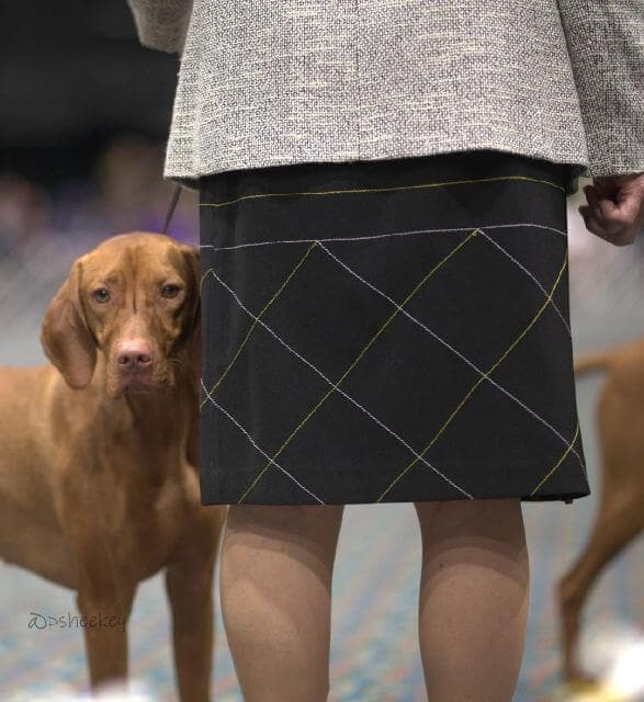 Vizsla at a 2024 Vizsla National Specialty dog show with its handler.