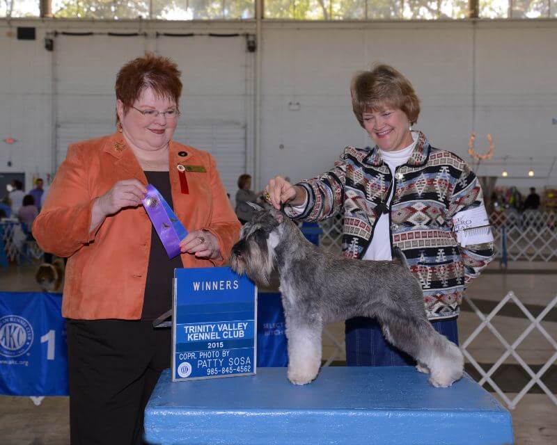 Miniature Schnauzer at a conformation dog show.