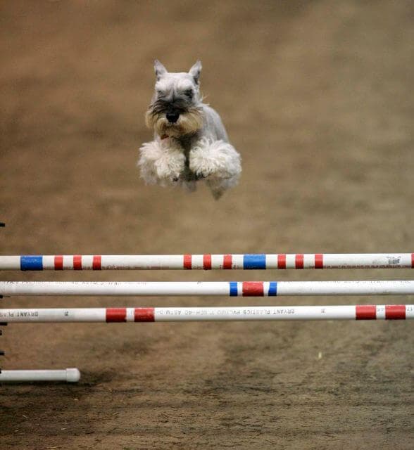 Miniature Schnauzer jumping over an obstacle in Agility.