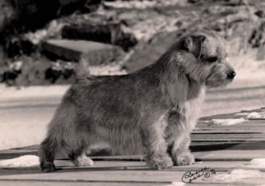 Norfolk Terrier