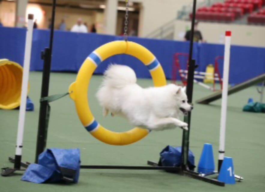 American Eskimo Dog