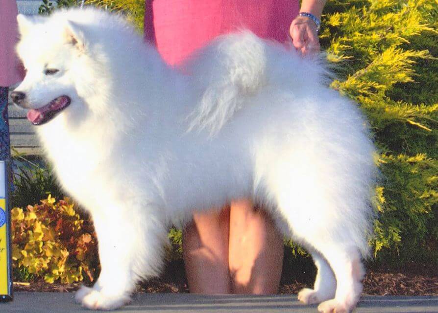 American Eskimo Dog