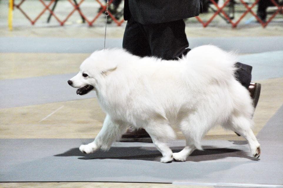 American Eskimo Dog
