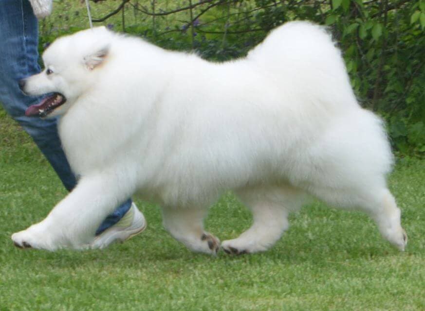 American Eskimo Dog