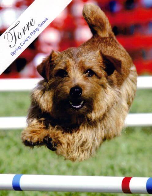 Norfolk Terrier