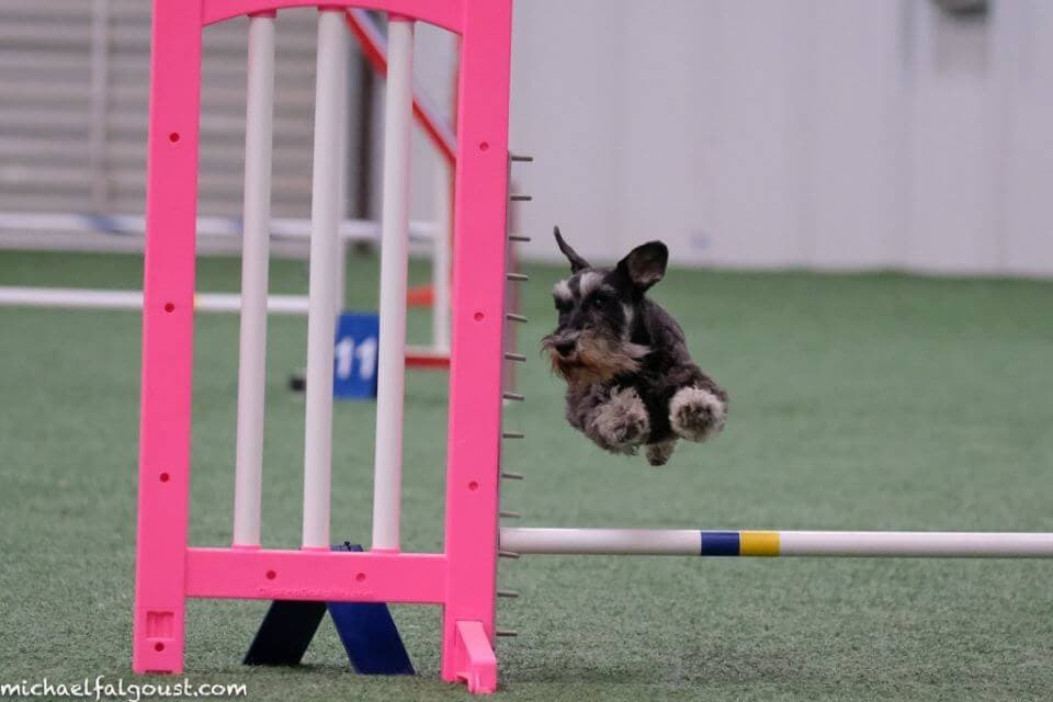 Miniature Schnauzer jumping over an obstacle in Agility.