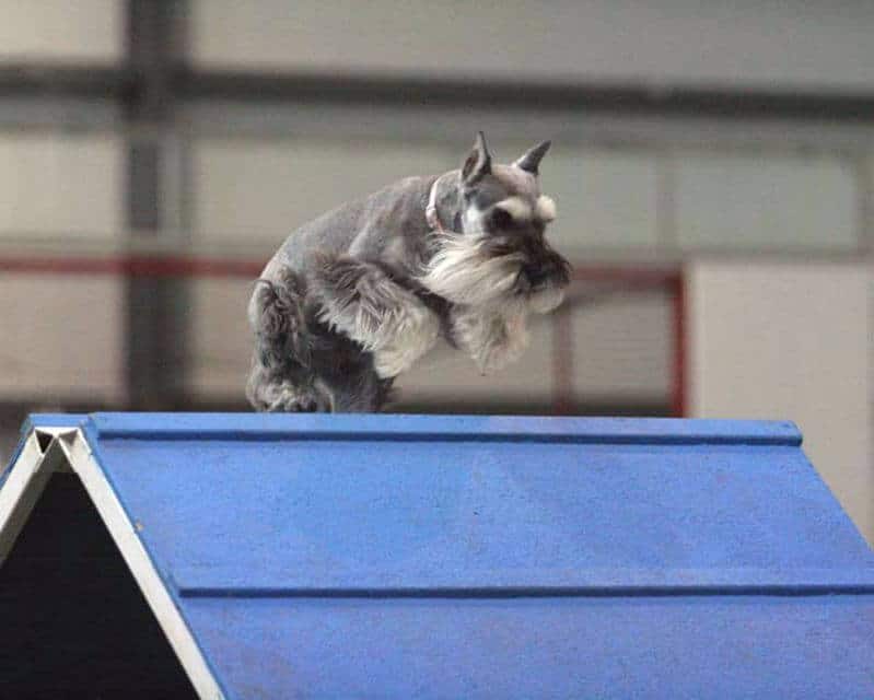 Miniature Schnauzer in Agility.