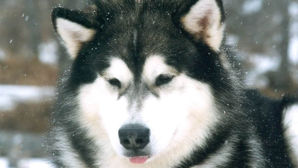Close-up head photo of an Alaskan Malamute