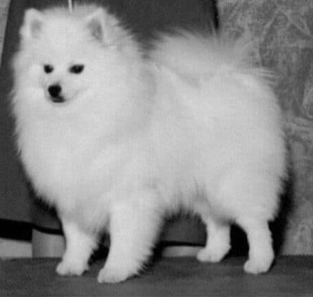 American Eskimo Dog
