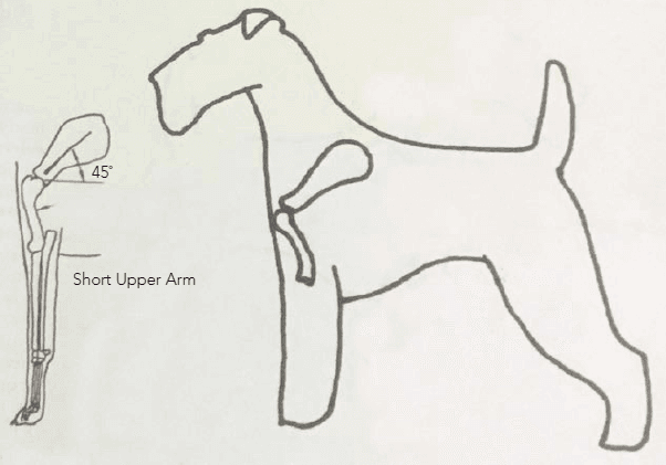 Figure 2: An example of the “Terrier front”, a short upper arm results in a more upright front, but the45-degree angle is retained.