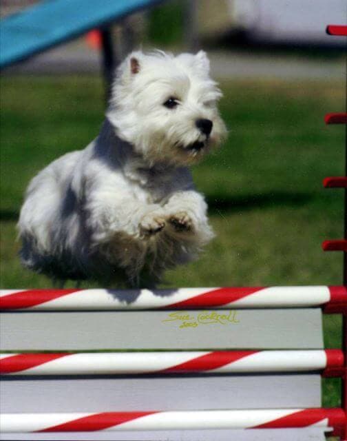 West Highland White Terrier jumping over an obstacle in Agility.